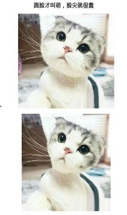 大圆脸搞笑,笑点满满，欢乐无限