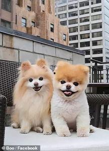 2017最萌网红,盘点年度最萌网红风采